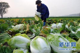 中国部分地方轮番上演农产品 丰收灾