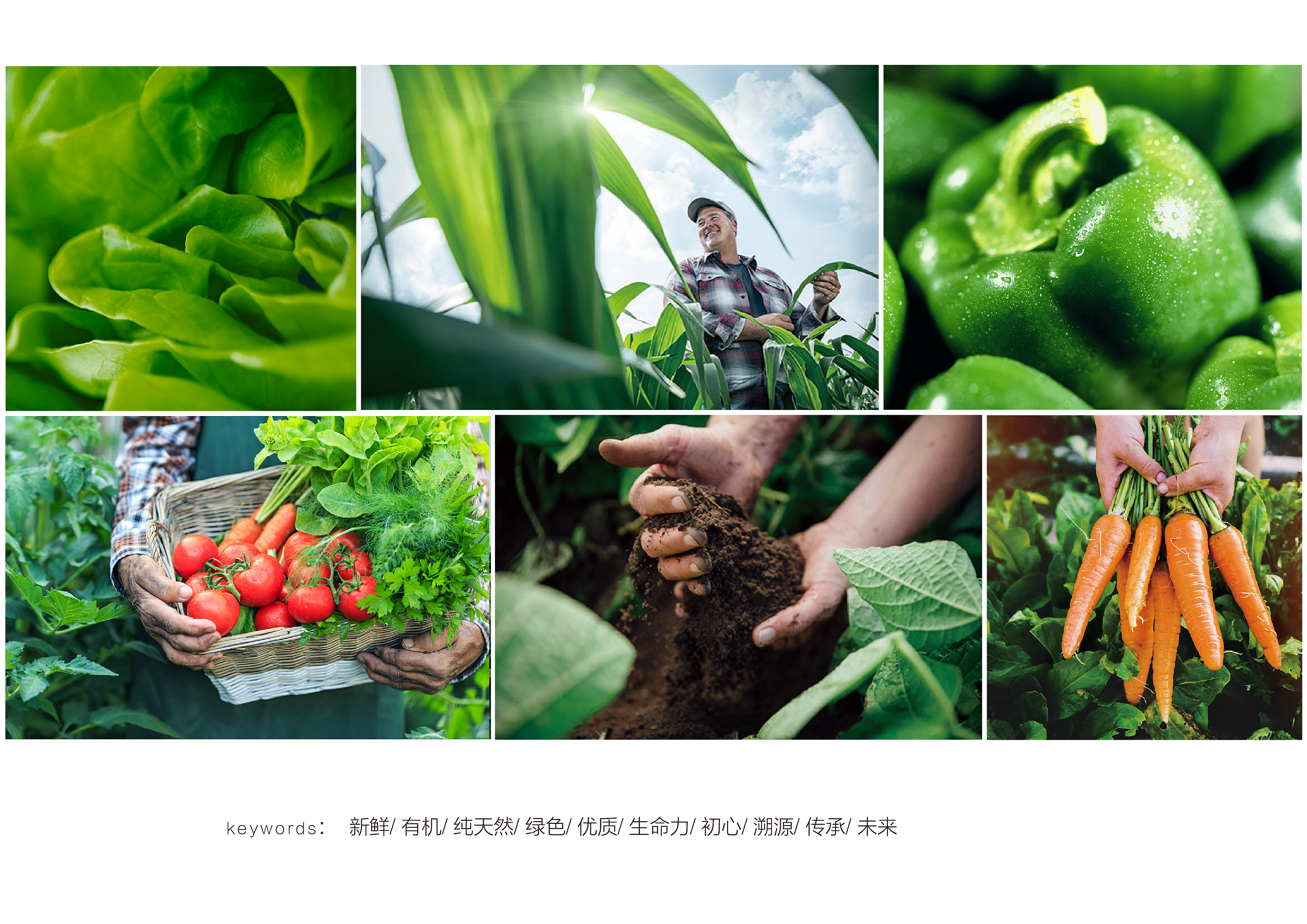 农产品蔬菜品牌logo设计|平面|品牌|艺艺要开心 - 原创作品  (z
