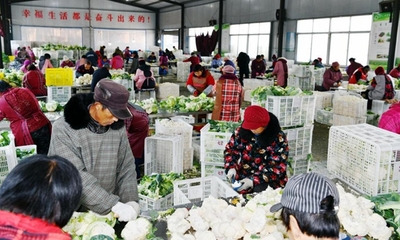 减产不减收,泰兴分界这个合作社为上千农户开路破局